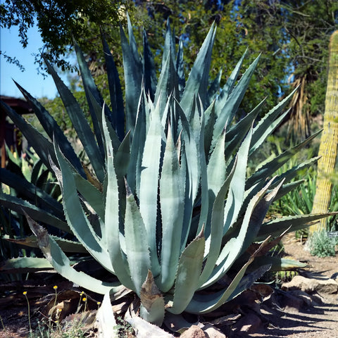 Century Plant