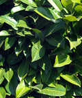 Carolina Cherry Laurel