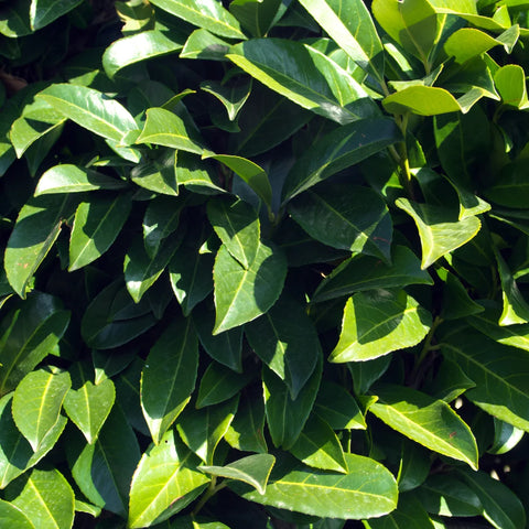 Carolina Cherry Laurel