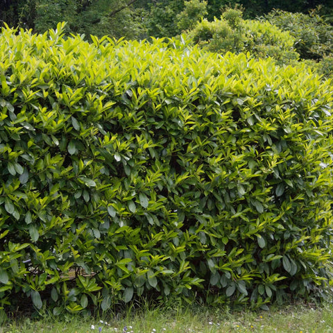 Carolina Cherry Laurel