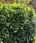 Carolina Cherry Laurel