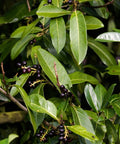 Carolina Cherry Laurel