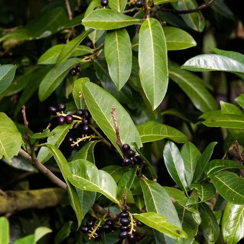 Carolina Cherry Laurel