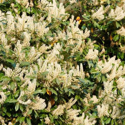 Carolina Cherry Laurel