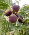 Chicago Hardy Fig Tree