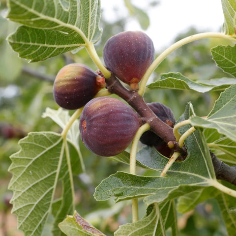 Chicago Hardy Fig Tree