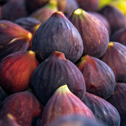 Chicago Hardy Fig Tree