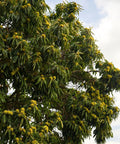 Chinese Chestnut Tree