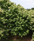 Chinese Chestnut Tree