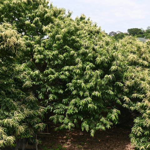 Chinese Chestnut Tree