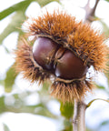 Chinese Chestnut Tree