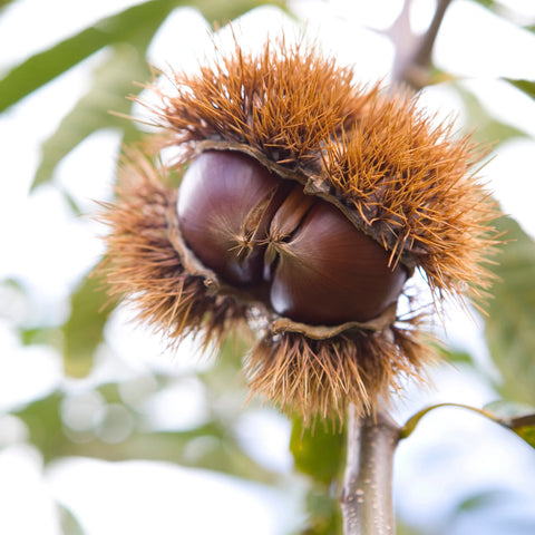 Chinese Chestnut Tree