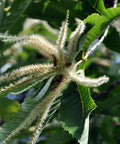 Chinese Chestnut Tree