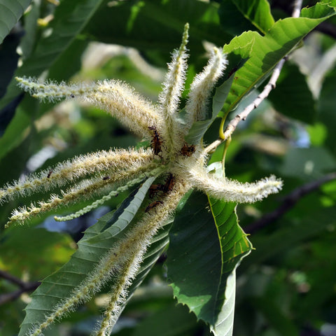 Chinese Chestnut Tree