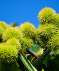 Chinese Chestnut Tree