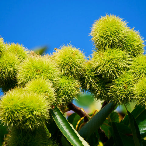 Chinese Chestnut Tree