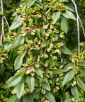 Chinese Elm Tree