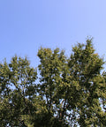 Chinese Elm Tree
