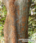 Chinese Elm Tree