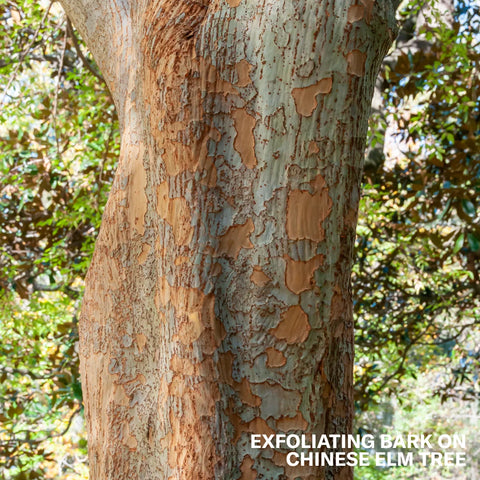 Chinese Elm Tree