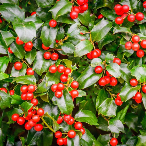 Chinese Holly