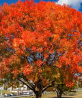 Chinese Pistache Tree