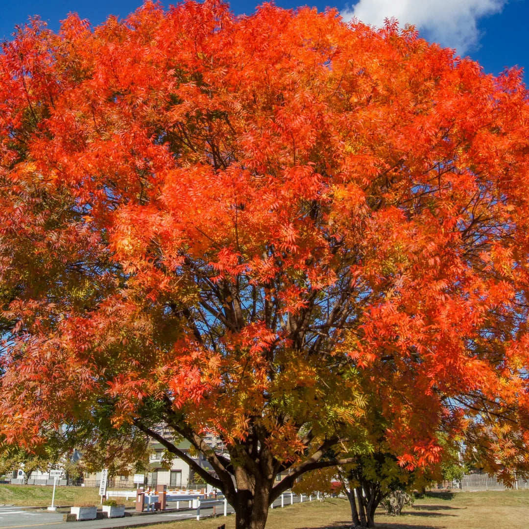 Pisha Tree Chinese Pistache: Best Fall Color Trees – Simply Trees