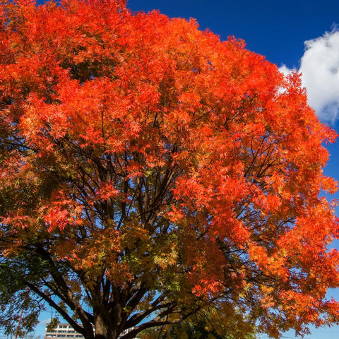 Chinese Pistache Tree