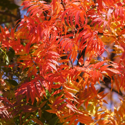 Chinese Pistache Tree