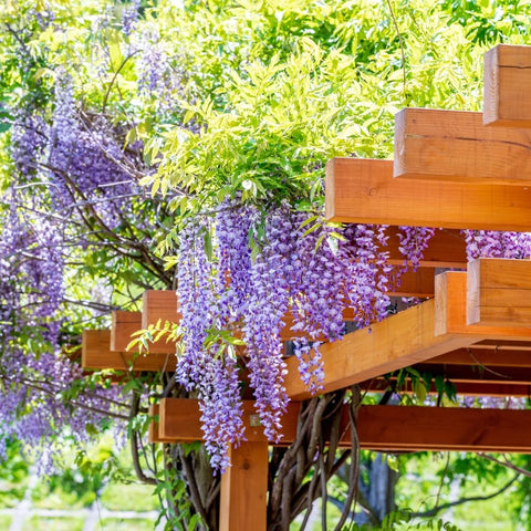 Chinese Wisteria Vine