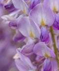 Chinese Wisteria Vine