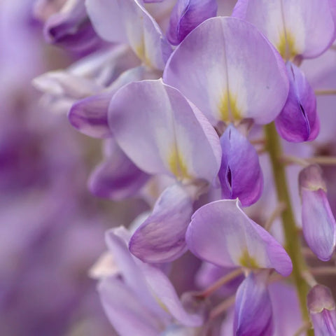 Chinese Wisteria Vine