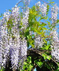 Chinese Wisteria Vine