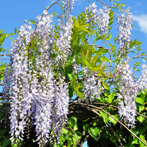 Chinese Wisteria Vine