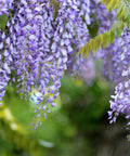 Chinese Wisteria Vine