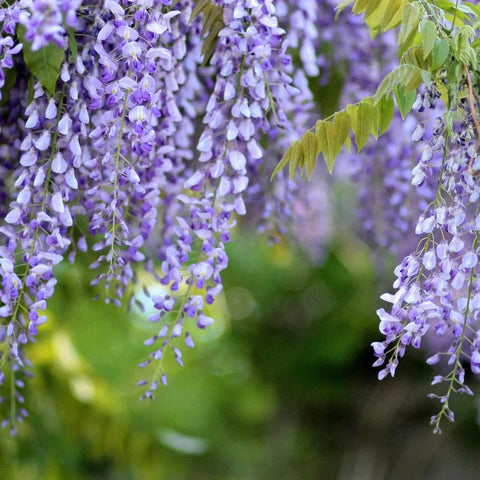 Chinese Wisteria Vine