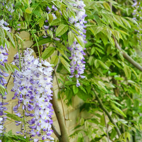 Chinese Wisteria Vine