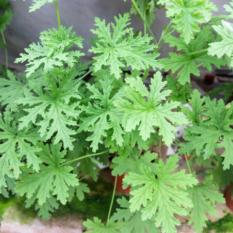 Citronella Geranium
