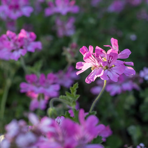 Citronella Geranium