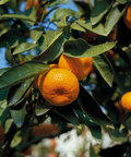 Clementine Mandarin Tree