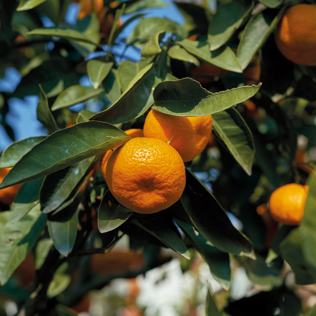 Clementine Mandarin Tree | Sweet, Juicy Seedless Citrus Tree – Simply Trees