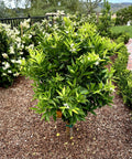 Clementine Mandarin Tree