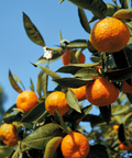 Clementine Mandarin Tree