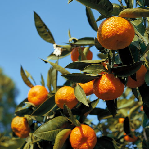 Clementine Mandarin Tree