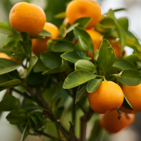 Clementine Mandarin Tree