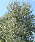 Cleveland Select Pear Tree