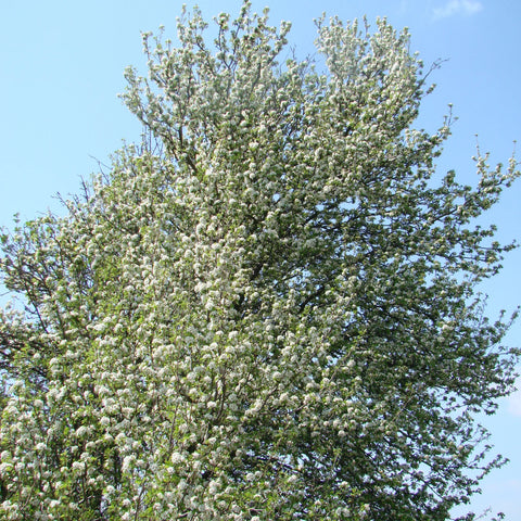 Cleveland Select Pear Tree