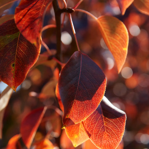 Cleveland Select Pear Tree