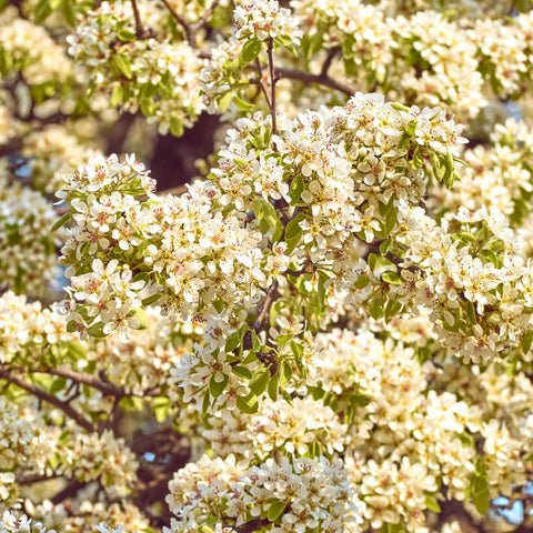 Cleveland Select Pear Tree