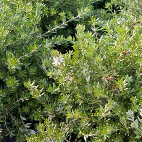 Coast Rosemary